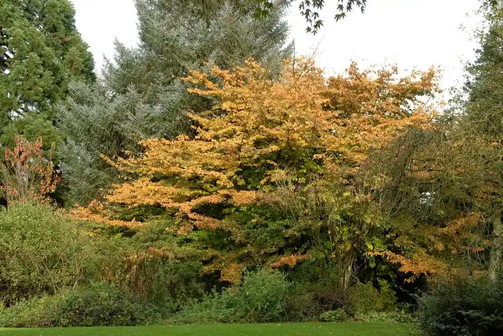 Perzisch IJzerhout als struik (Parrotia persica) - Vanaf nu beschikbaar