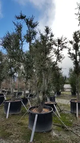 Kurkeik als solitair (Quercus suber) - Laatste stuks