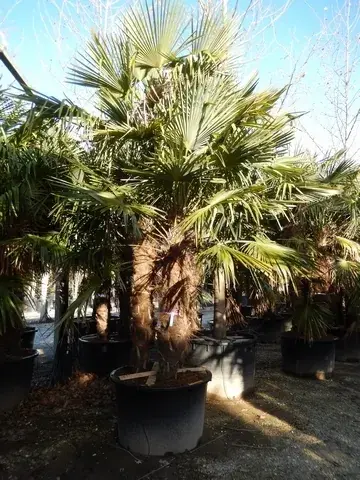 Winterharde palm meerstammig (Trachycarpus fortunei) | Nieuw