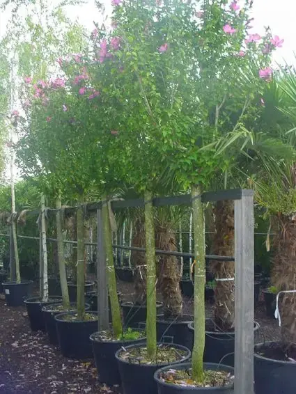 Altheastruik als boom (Hibiscus syriacus ‘Woodbridge‘) | Veel gevraagd