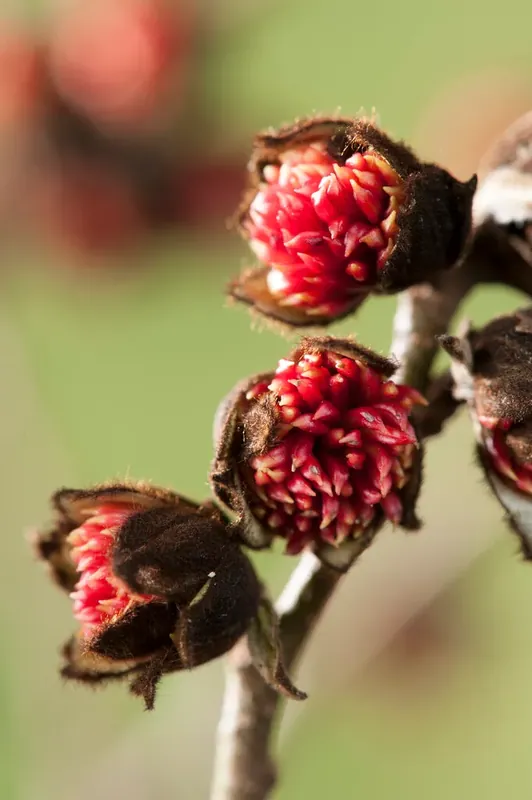 Perzisch Ijzerhout als grote boom (Parrotia persica) - Nieuw in het assortiment