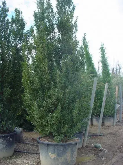 Oostenrijkse eik (Quercus turneri ‘Pseudoturneri‘) - Professionele kwaliteit