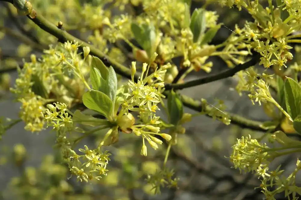 Sassafras (Sassafras albidum) | Scherp geprijsd