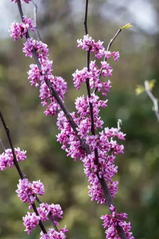 Voordeelprijs - Judasboom Roze Bloeiend (Cercis canadensis ‘Tennessee Pink‘)