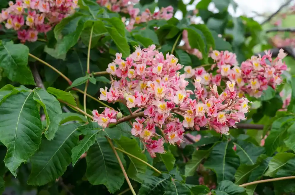 Rode Paardenkastanje als meerstam (Aesculus carnea ‘Briotii‘) - Voorraad bijna op