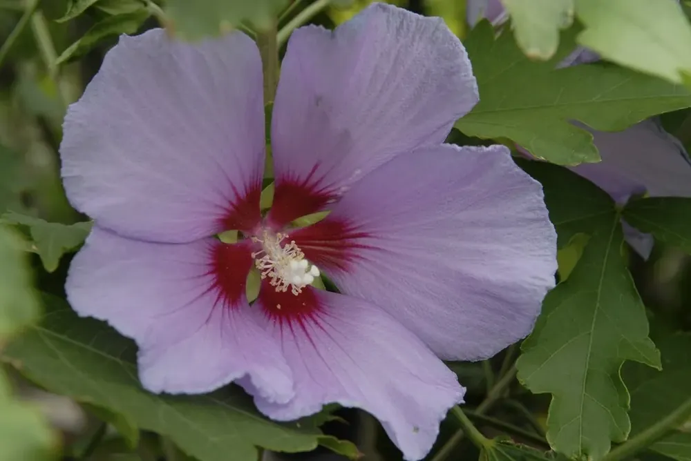 Boomhibiscus (Hibiscus ‘Resi‘) | Tijdelijk aanbod
