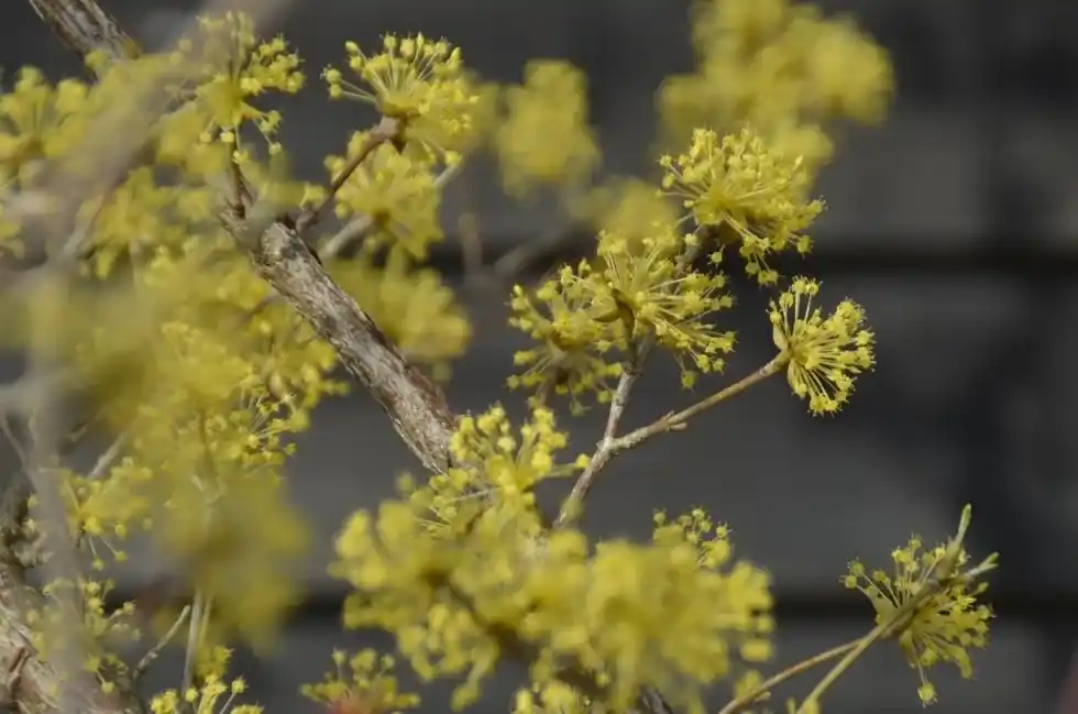 Beste prijs - Meerstammige Japanse kornoelje (Cornus Officinalis)