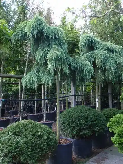 Ceder als boom (Cedrus deodara ‘Feelin Blue‘) - Nieuw