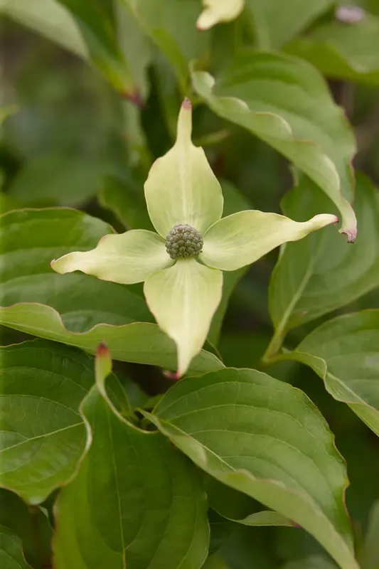 Japanse Kornoelje (Cornus kousa ‘Weisse Fontaine‘) - Topdeal
