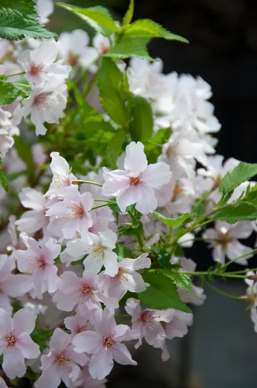 Alleen deze week - Japanse sierkers (Prunus nipponica ‘Brillant‘)