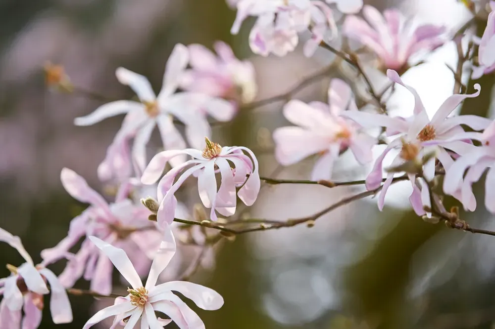 Magnolia (Magnolia loebneri ‘Leonard Messel‘) | Shop nu