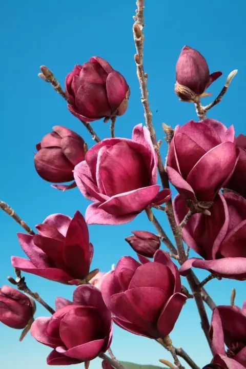 Magnolia (Magnolia ‘Genie‘) - Hoge kwaliteit