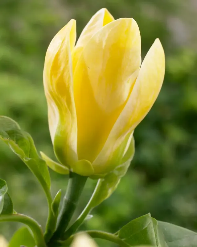 Klantfavoriet - Magnolia (Magnolia brooklynensis ‘Yellow Bird‘)