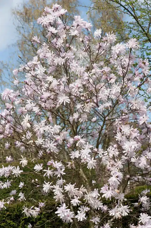 Goed beoordeeld - Roze stermagnolia (Magnolia stellata ‘Rosea‘)