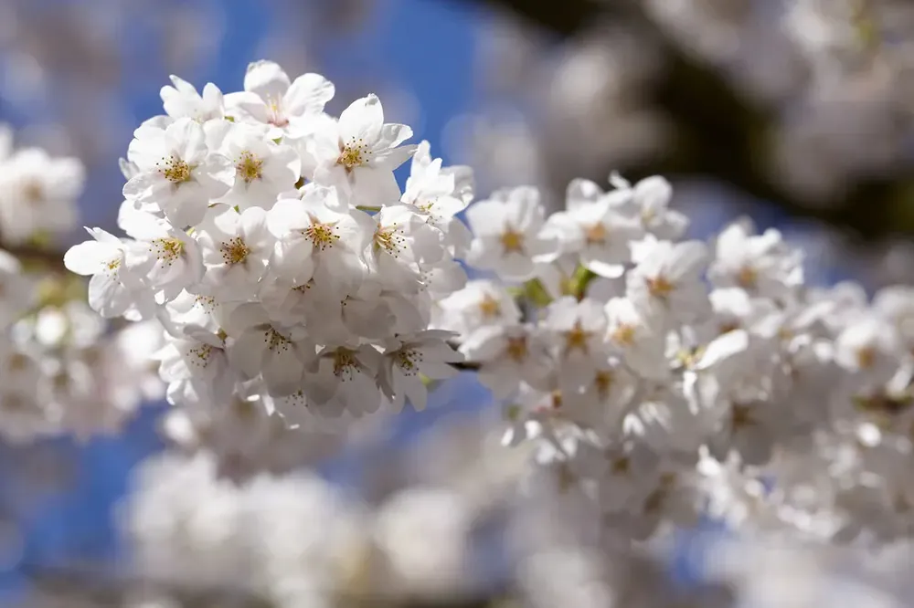 Prunus yedoensis (Japanse sierkers) - Voordelig