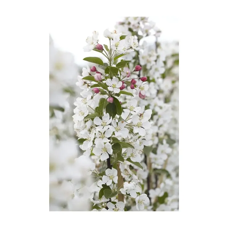 Uitverkoop - Sierappel als struik (Malus ‘Evereste‘)