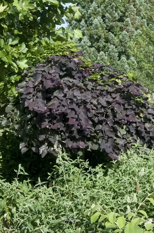 Treur Judasboom (Cercis canadensis ‘Ruby Falls‘) | Topproduct