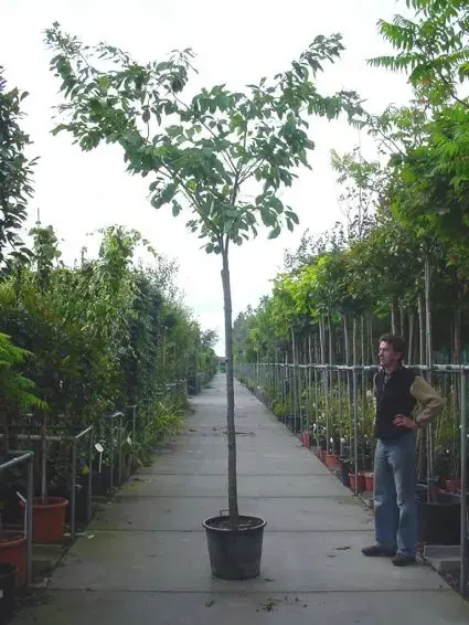 Tijdelijk aanbod - Japanse sierkers (Prunus serrulata ‘Shirofugen‘)