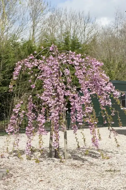 Nieuw - Japanse treursierkers (Prunus serrulata ‘Kiku-shidare‘)