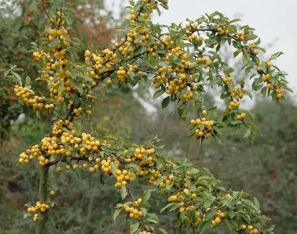 Sierappel (Malus ‘Golden Hornet‘) - Meest verkocht