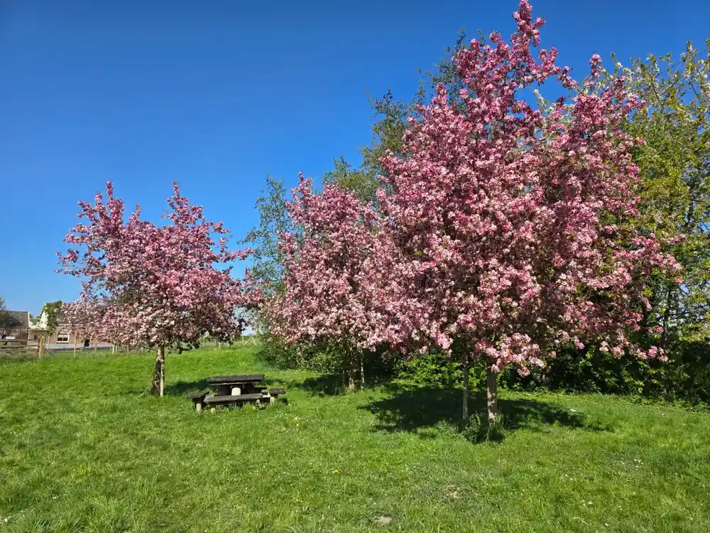 Beperkte voorraad - Sierappel (Malus ‘Rudolf‘)