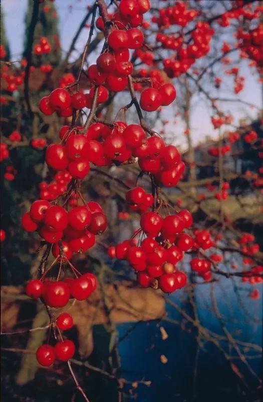 Tijdelijke aanbieding | Sierappel (Malus ‘Red Sentinel‘)