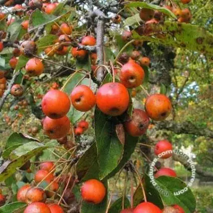 Nu beschikbaar - Sierappel (Malus ‘Professor Sprenger‘)
