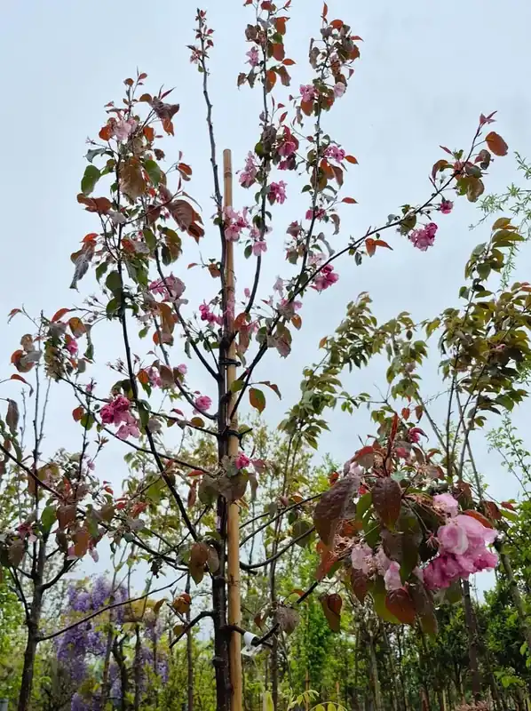 Sierappel (Malus ‘Liset‘) | Topdeal