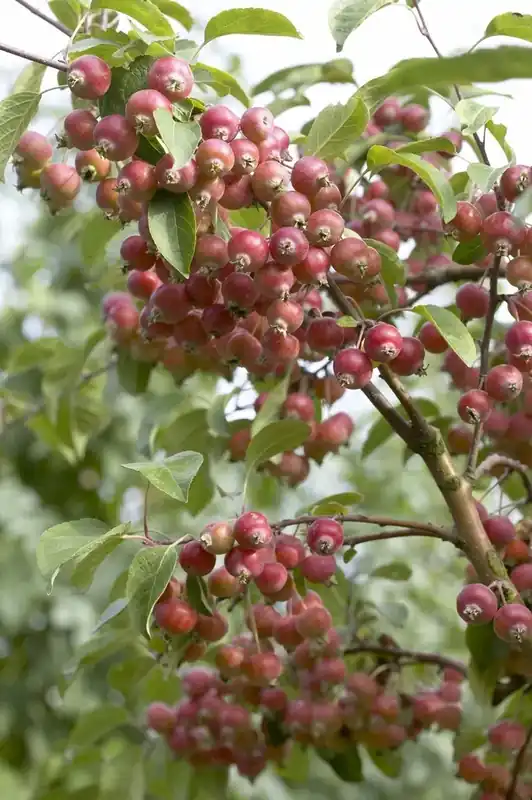 Extra voordeel - Sierappel (Malus ‘John Downie‘)