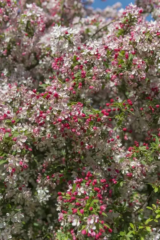 Sierappel (Malus floribunda) - Goed beoordeeld