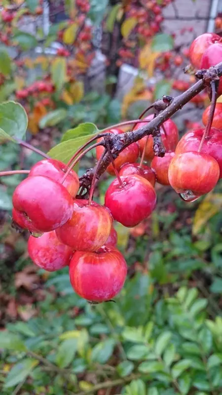 Koopje - Sierappel als leiboom (Malus ‘Red Sentinel‘)