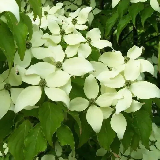 Kornoelje (Cornus kousa ‘Milky Way‘) | Rechtstreeks uit de fabriek