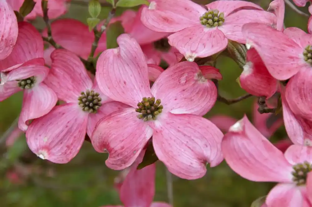 Tijdelijke actie - Amerikaanse Kornoelje (Cornus florida ‘Rubra‘)