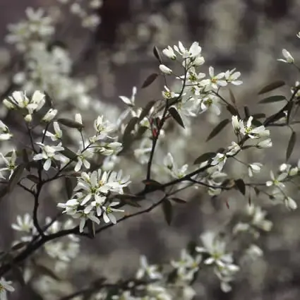 Zojuist toegevoegd | Krentenboompje kopen? Amelanchier lamarckii als struik