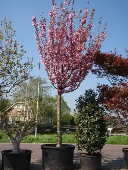 Japanse sierkers (Prunus serrulata ‘Kanzan‘) | Nieuw product