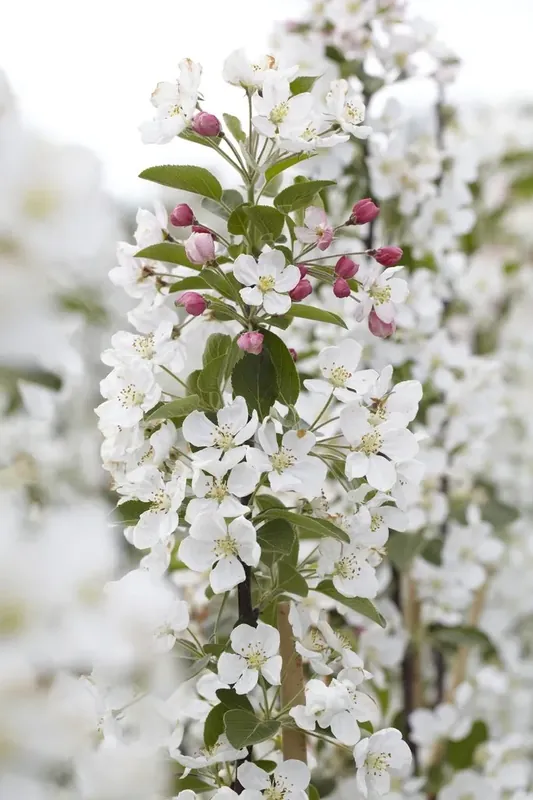 Nieuw in het assortiment | Sierappel (Malus ‘Evereste‘)
