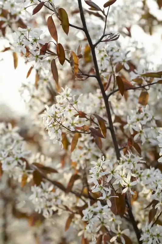 Flitsaanbieding - Krent als boom (Amelanchier lamarckii)