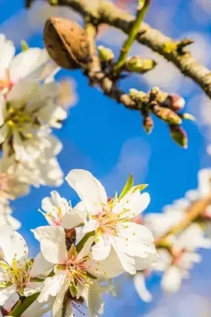 Aanrader | Amandelboom (Prunus dulcis)