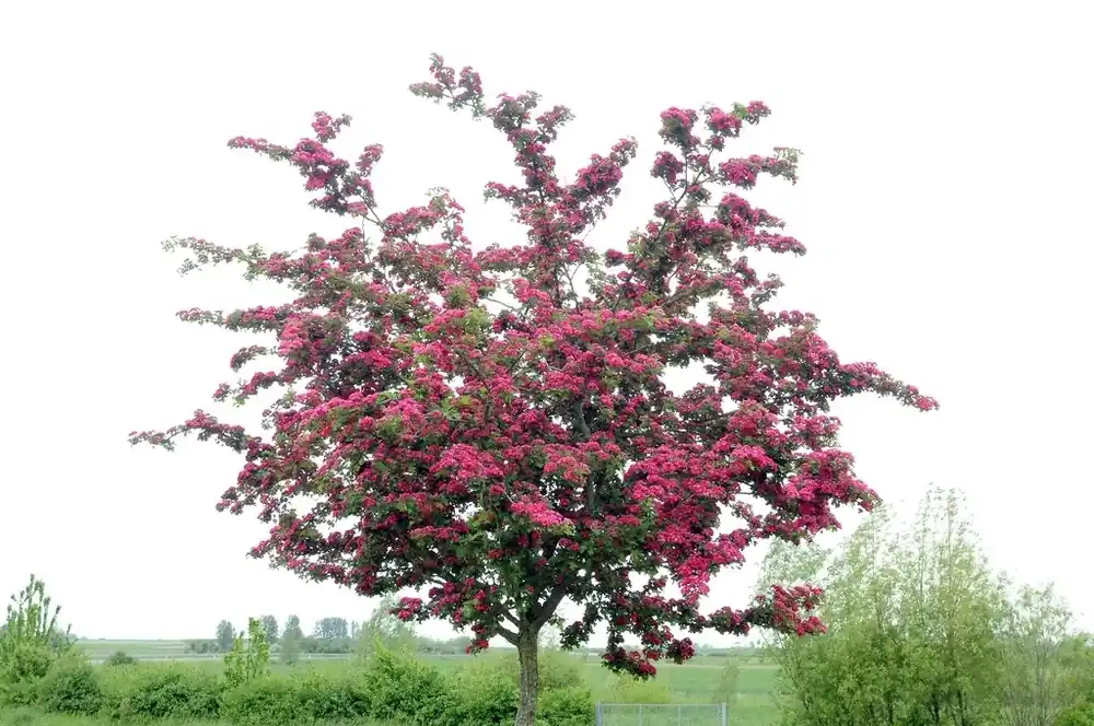 Spoedlevering | Rode Meidoorn (Crataegus laevigata ‘Paul‘s Scarlet‘)
