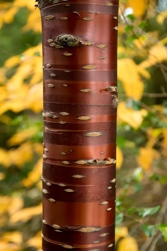 Deal - Tibetaanse sierkers (Prunus serrula)