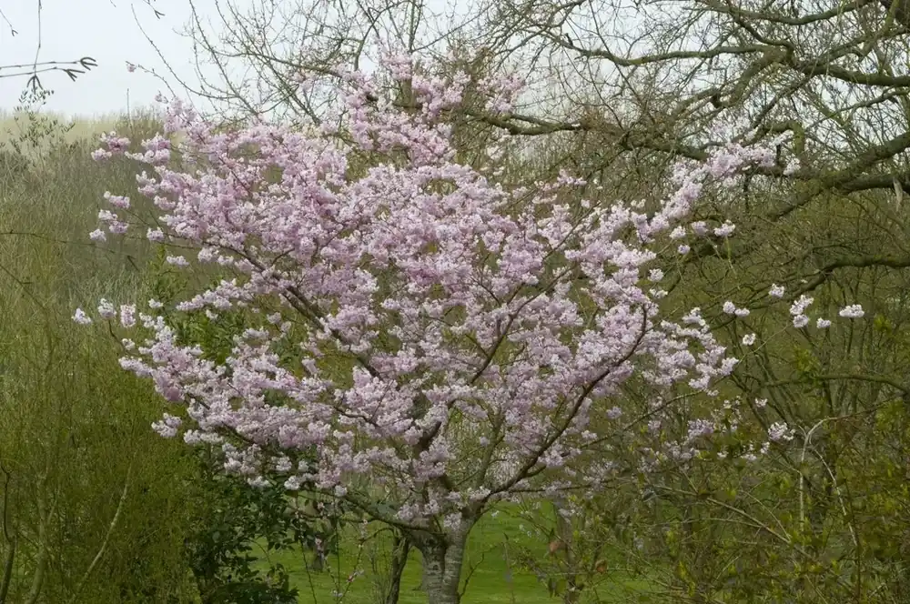 Japanse sierkers (Prunus ‘Accolade‘) | Professionele kwaliteit