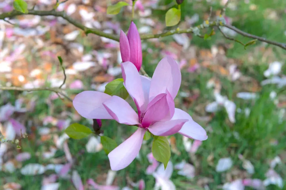 Beverboom, struik (Magnolia ‘Galaxy‘) - Hoog gewaardeerd