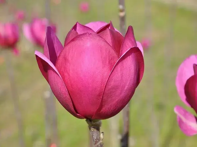Beverboom (Magnolia ‘Black Tulip‘) - Dagdeal