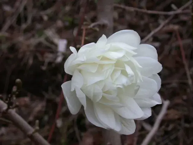 Nog enkele stuks - Beverboom (Magnolia loebneri ‘Wildcat‘)