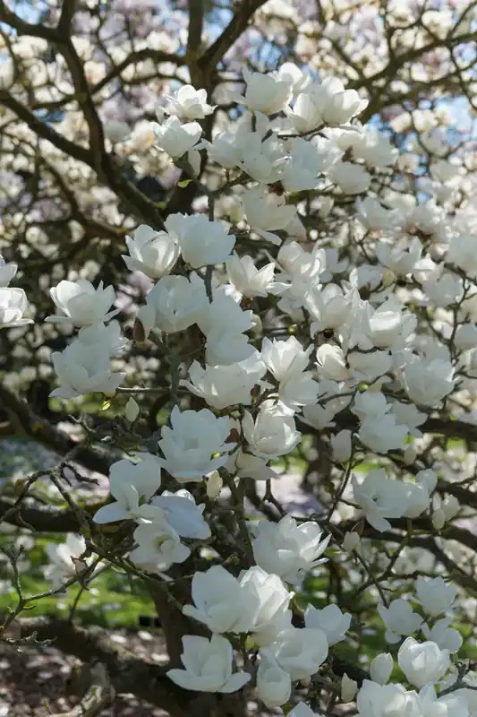Nog maar enkele beschikbaar - Beverboom (Magnolia denudata)