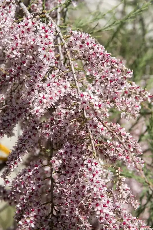 Veel gevraagd | Tamarisk als boom (Tamarix gallica)