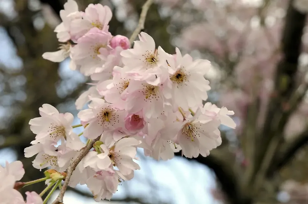 Roze Winterkers (Prunus subhirtella ‘Autumnalis Rosea‘) - Veilig betalen