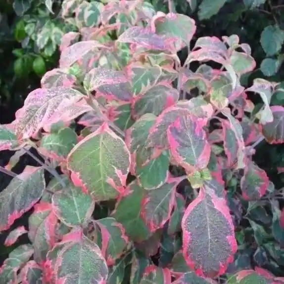 Nieuw gelanceerd - Kornoelje (Cornus florida ‘Cherokee Daybreak‘)