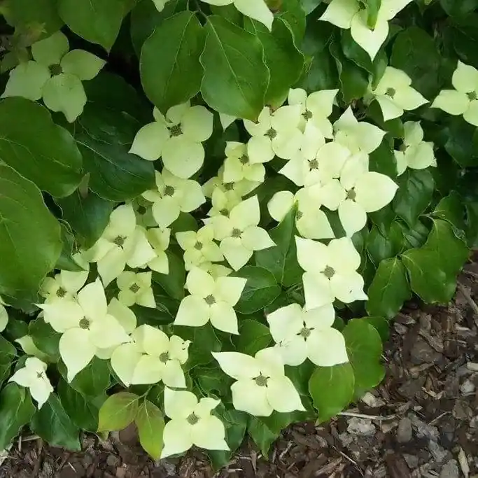 Koop vandaag - Kornoelje (Cornus kousa ‘Schmetterling‘)