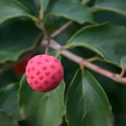 Kornoelje (Cornus kousa ‘Satomi‘) | Nieuw binnengekomen